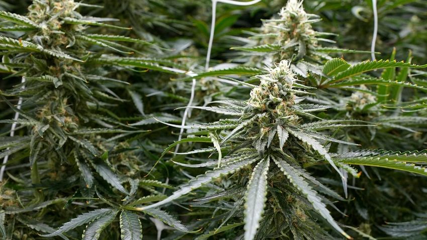  It’s official: Ohio will vote on legalizing recreational marijuana in November