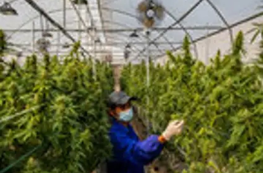  Thailand’s Weed Industry Is Poised to Grow Fast