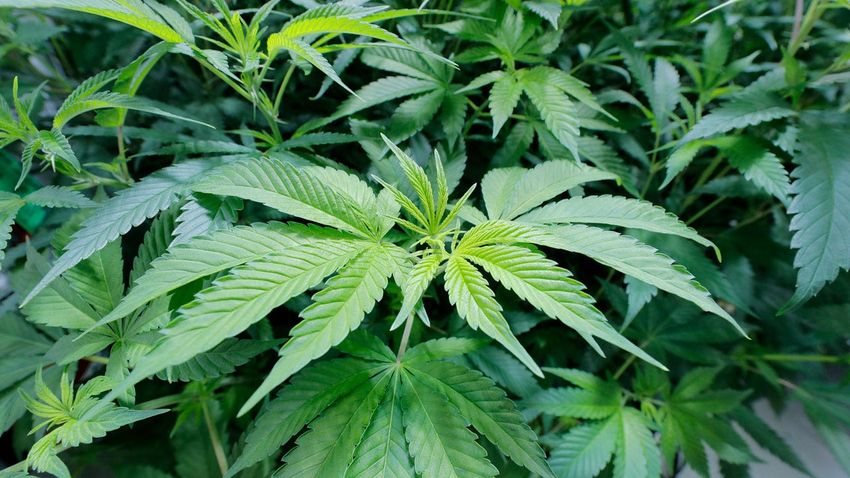  Ohio marijuana legalization proposal set to appear on statewide ballots this fall