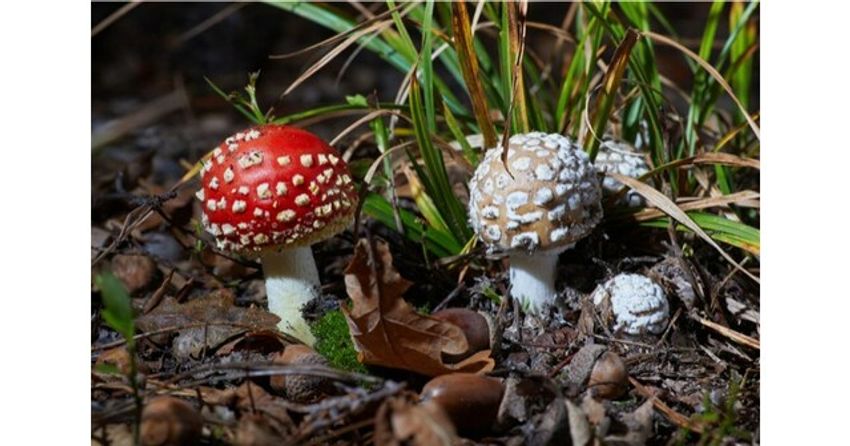  ACS Laboratory Expands Testing Scope and Introduces Amanita Mushroom Testing Panels for Product Safety and Compliance