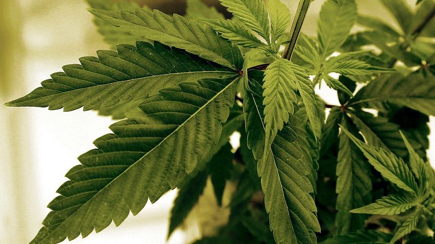  Minnesota’s first recreational pot dispensaries expected to be opened by 2 tribal nations