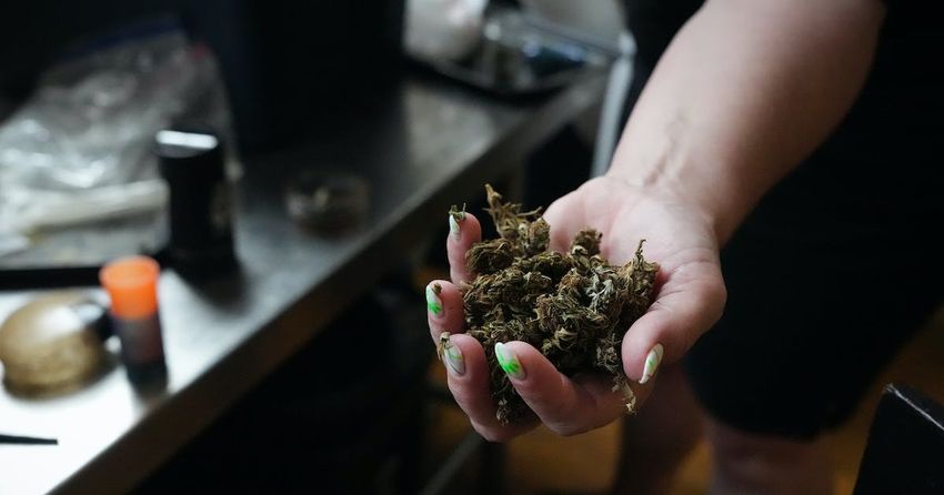  Should Minnesotans be able to sell the weed they grow? Advocates say yes, citing state constitution