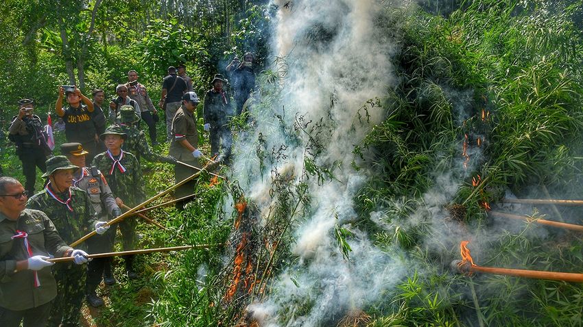  Indonesian authorities burn 11-acre marijuana plantation after it was discovered by drones