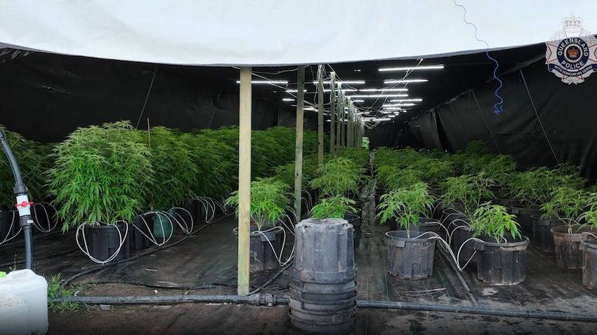  $60m worth of cannabis seized as police swoop on rural Queensland properties