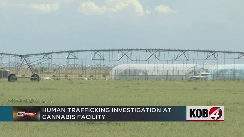  Cannabis farm, just a few hours from the Mexican border, gets raided by cops because of illegal immigrant workers from China. Wait a minute [Weird]