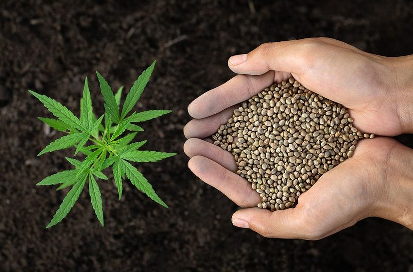  From Classic Strains to New Favorites: Unveiling the Hottest Cannabis Seeds on the Market