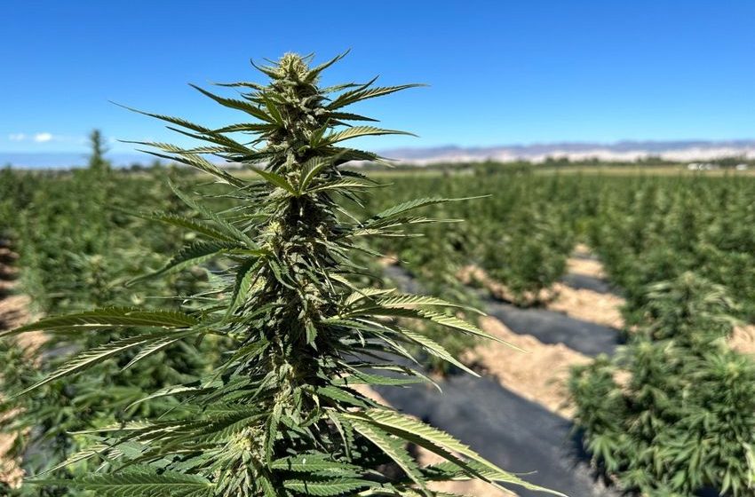  Forget pick-your-own apples. Colorado farm allows locals to harvest hemp this weekend