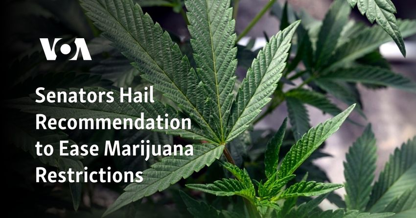  Senators Hail Recommendation to Ease Marijuana Restrictions