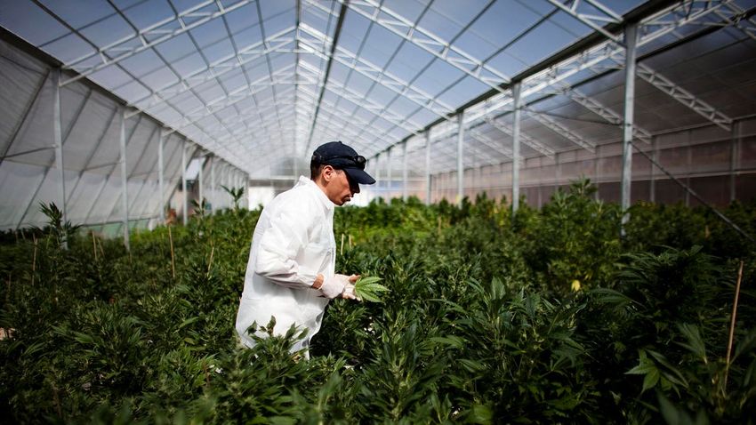  Forbes Daily: Cannabis Stocks Hit New Highs After DHHS Recommendation