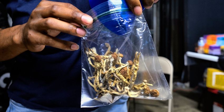  California Might Legalize Magic Mushrooms