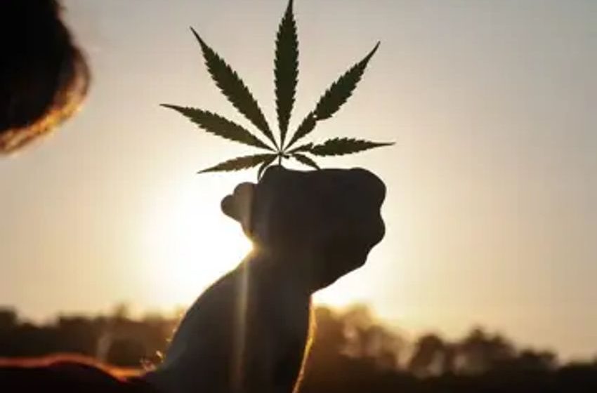  Cage-Free Report 2023: Assessing The Social Responsibility Of Cannabis Giants