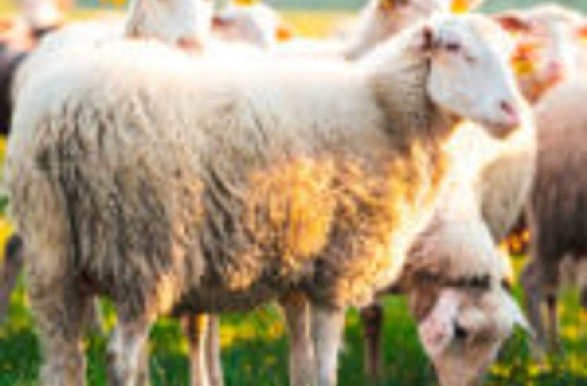  Sheep “get high” after eating 100kg of cannabis in Magnesia