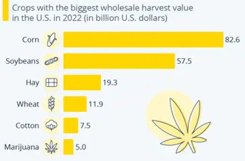 Marijuana Is the Sixth Biggest Cash Crop in the U.S