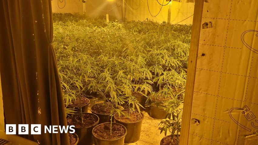  Cannabis plants worth £2m seized in West Yorkshire Police raid