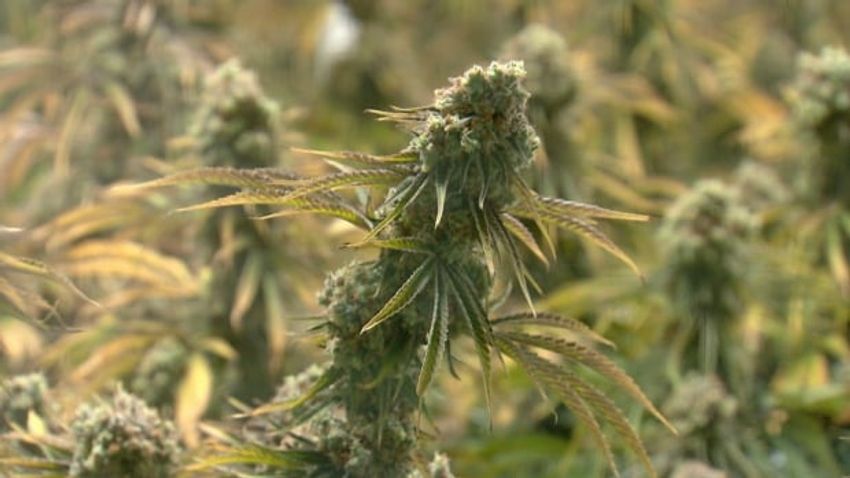  B.C. cannabis farmers want to be included in provincial wildfire recovery program