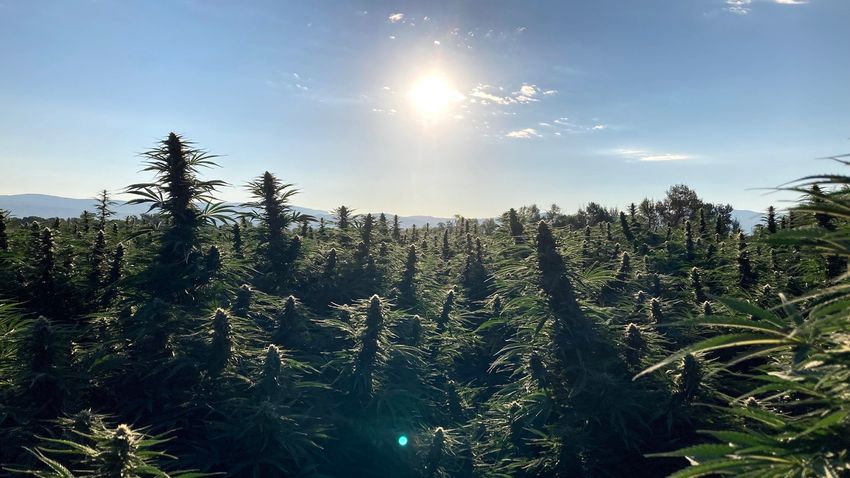  Apple picking season? In Colorado, you can pick your own hemp