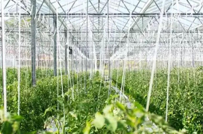  Cannabis Giants Pivot Amid Falling Prices And Oversupply: Some Turn To Flowers And Veggies