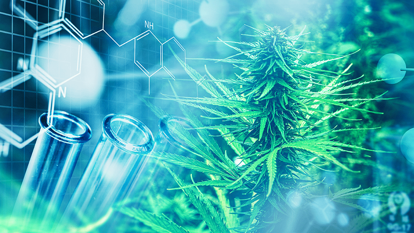  The Cannabis Cancer Connection | Project CBD