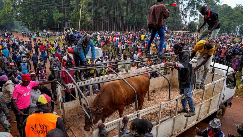  AP PHOTOS: Thousands attend a bullfighting competition in Kenya despite the risk of being gored