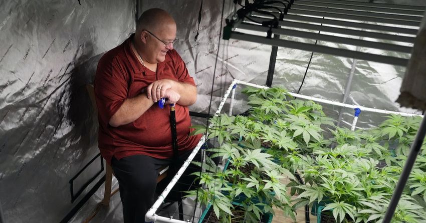  Meet the Minnesotans who are legally growing their own marijuana