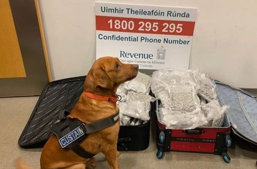  Cannabis worth €660,000 found by detector dog Blue at Dublin Airport in luggage of passenger from New York