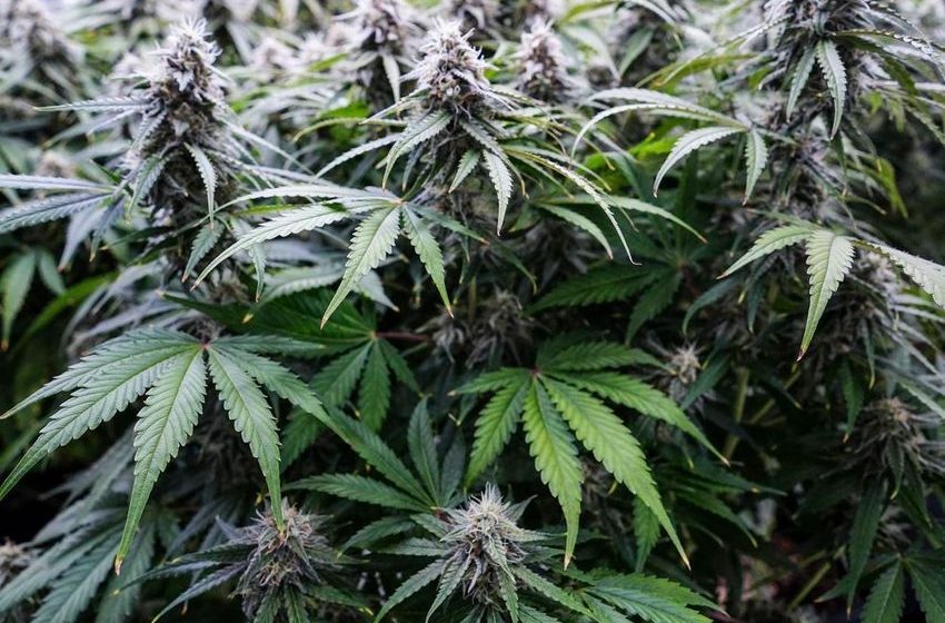  Ohio Voters Approve Measure Legalizing Recreational Marijuana