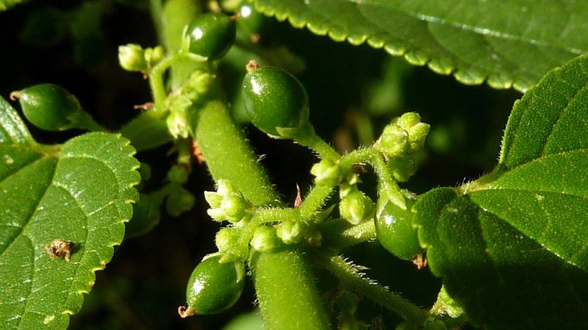  CBD reportedly discovered in plant that’s not cannabis