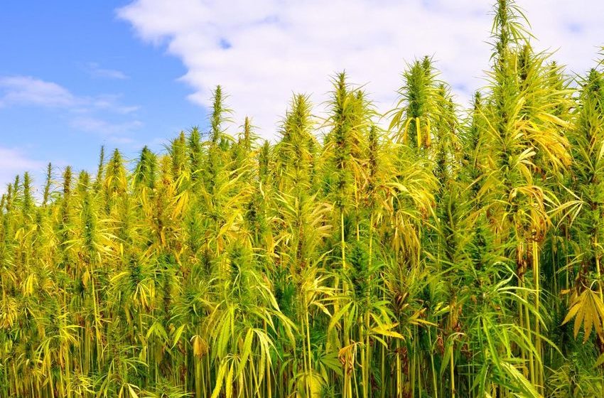  Introduction To “The Other One” – Hemp Is Cannabis