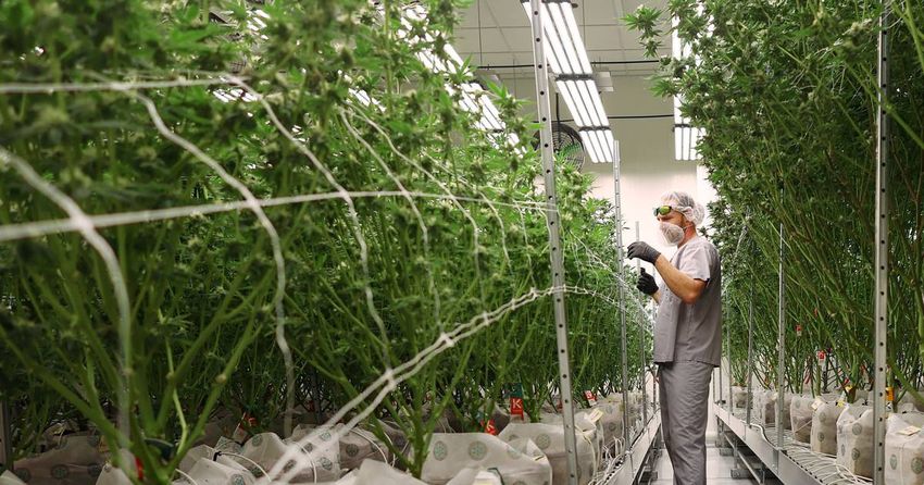  Craft cannabis growers in Illinois try again to overcome industry opposition to expansion