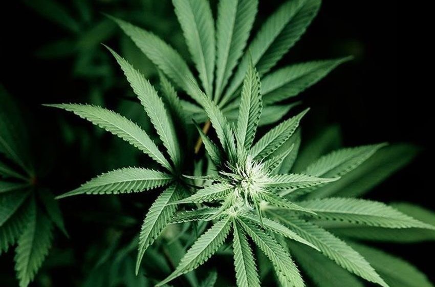  Cannabis not effective for treating opioid use disorder, study finds