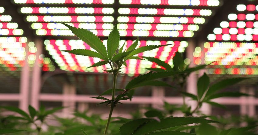  Cannabis legalization giving Minnesota manufacturers anxiety, survey shows