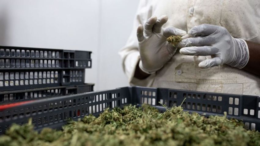  Report on worker’s death finds that marijuana-processing workers may be at high risk of developing asthma | CNN