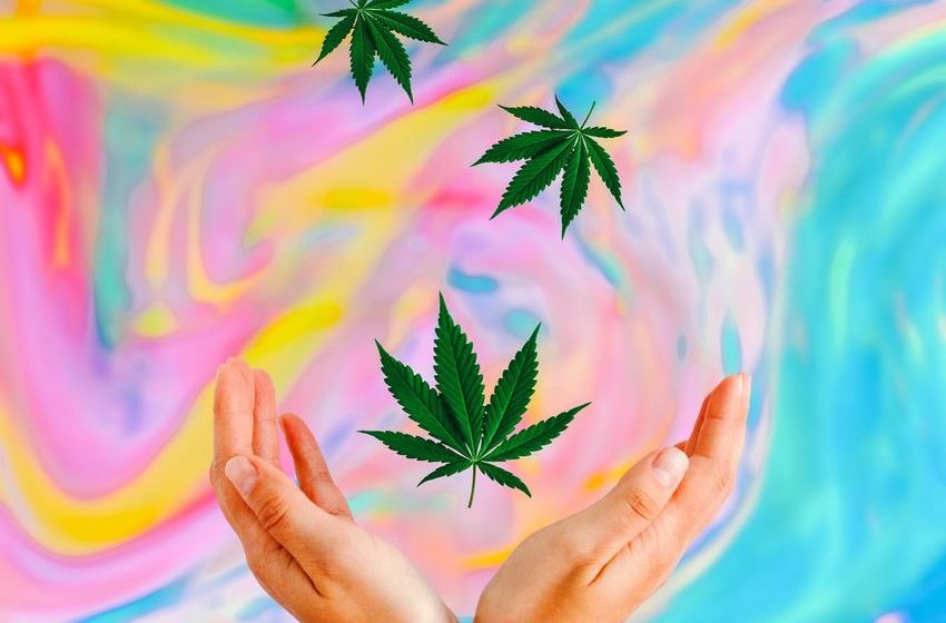  Is Cannabis A Psychedelic? Scientific Review Suggests Only Sometimes