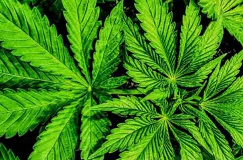  Ohio becomes the 24th state to legalize recreational marijuana