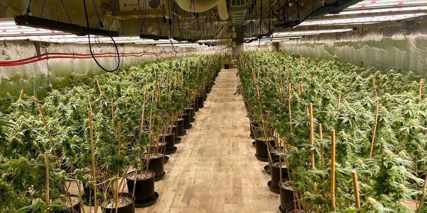  How Chinese Marijuana Operations Cropped Up in Small-Town America…