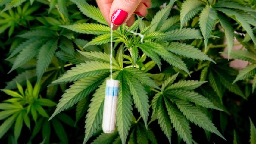  Study Shows Evidence that CBD-Infused Tampons Are Effective for Treating Menstrual Pain