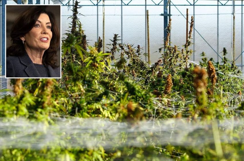  New York marijuana farmers ‘financially ruined’ by Hochul veto of surplus weed sales to tribes