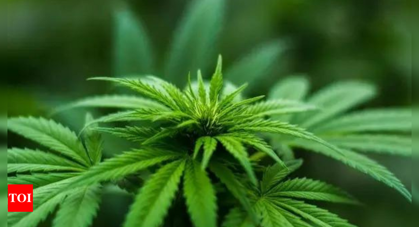  Ukraine legalises use of Marijuana to help treat trauma of war