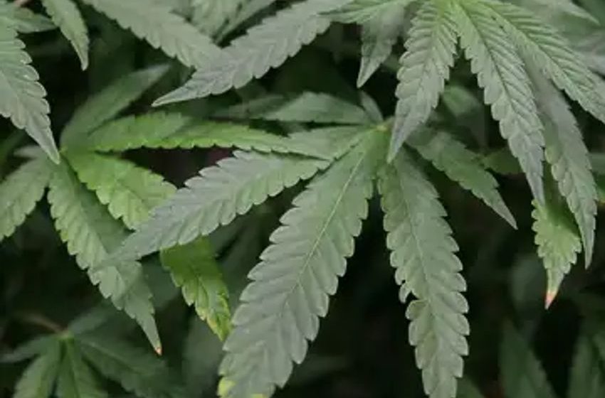  California marijuana recall after banned chemicals found