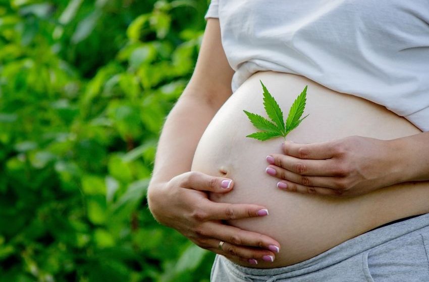  Cannabis use linked to higher risk of poor pregnancy outcomes, study finds