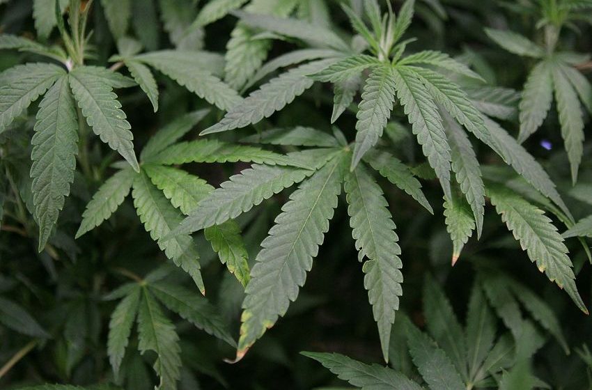  California Marijuana Recall After Banned Chemicals Found