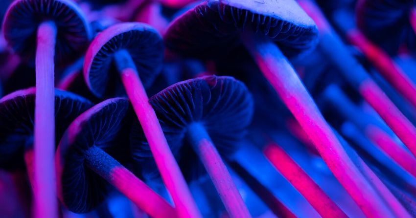  Psilocybin effectively treats depression in cancer patients, study finds