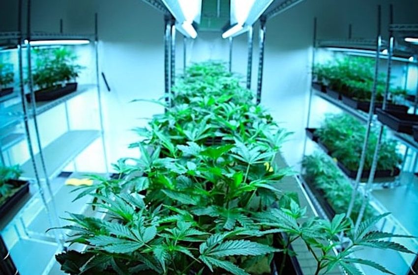  ‘Quite embarrassing’: State laws hamstring efforts to crack down on illegal marijuana grows