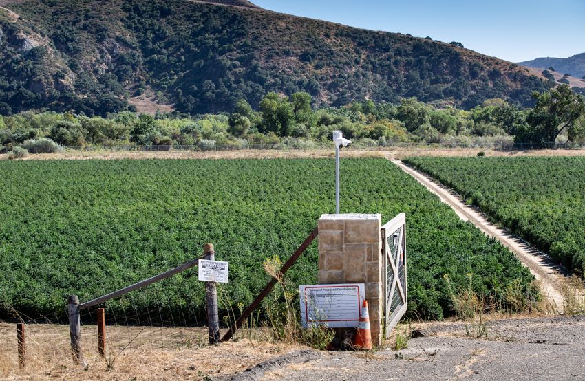  New York Weed Farmers ‘Ruined’ After Governor Blocks Massive Marijuana Sale