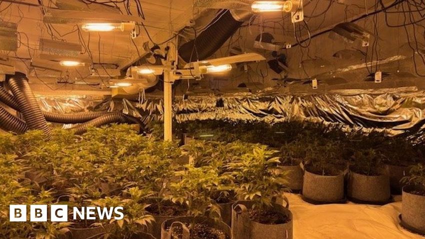  Rathfriland: Man arrested over suspected cannabis factory