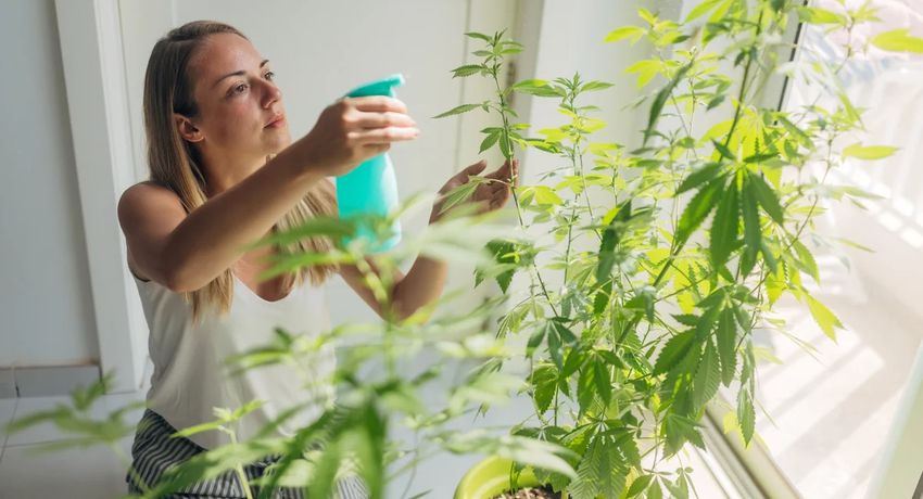  NYC will soon let you grow marijuana at home. Here are the proposed rules.