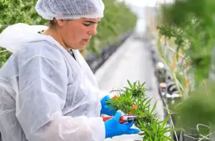 Tilray Sees Cannabis Rescheduling as Gateway to U.S. Medical Market