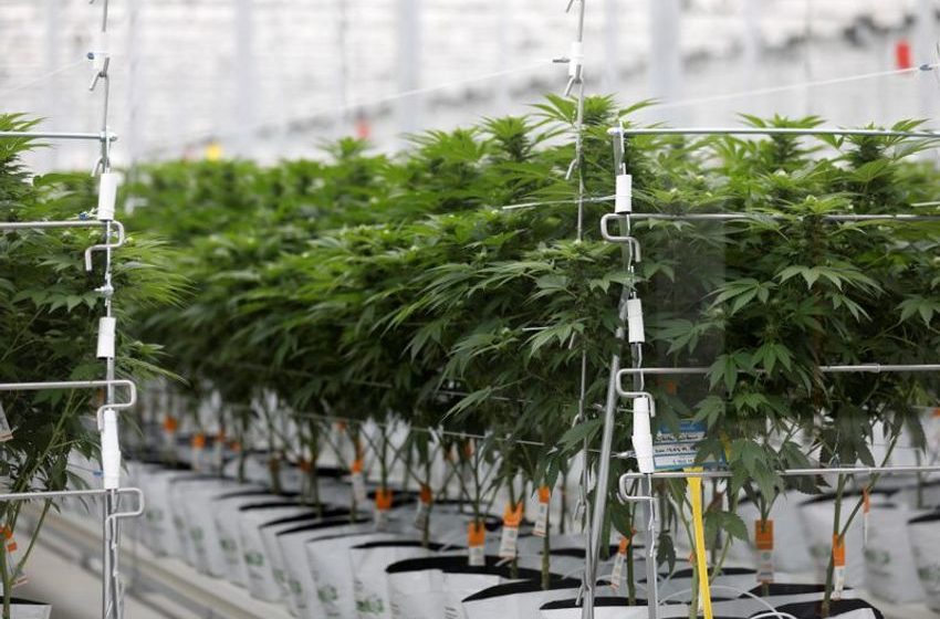 Cannabis group Tilray Brands second-quarter profit slips despite record revenue