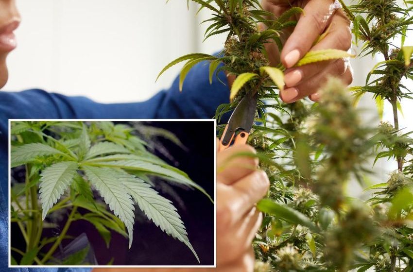  NY unveils first rules for growing marijuana at home: How you can cultivate cannabis