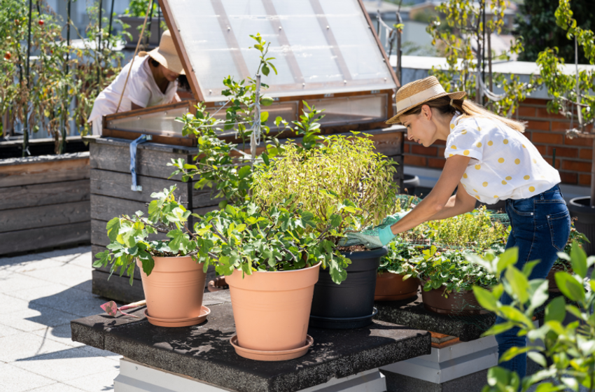  What is Urban Farming and is it Profitable?